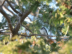 リュウキュウサンショウクイ 20251230