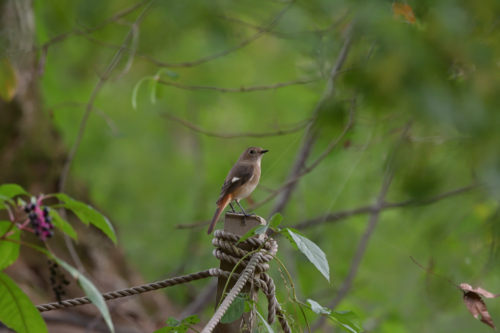 ジョウビタキ♀ 20251103-1