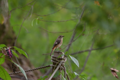 ジョウビタキ♀ 20251103-1