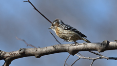 コゲラ 20260130-1