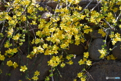 春の黄色_1