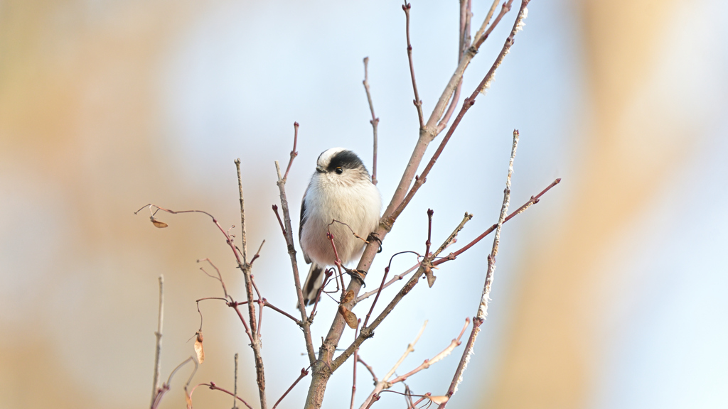 エナガ 20251226-3