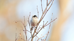 エナガ 20251226-3