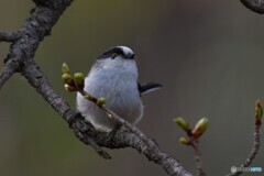 かわいい、エナガ