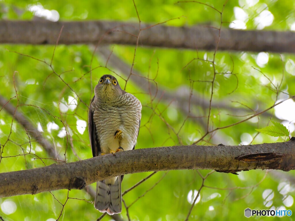 ツミ　♀　５