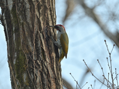 アオゲラ 20260223