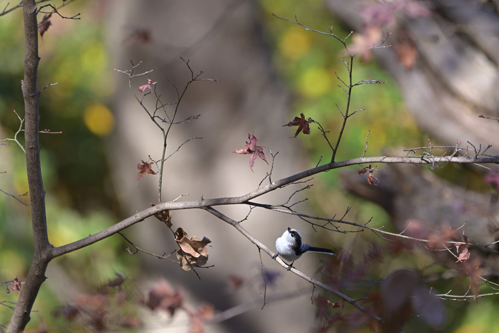 エナガ 20231217-1