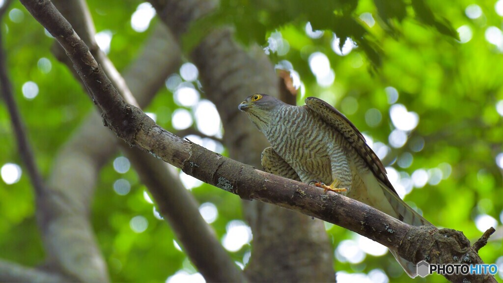ツミ ♀ ４