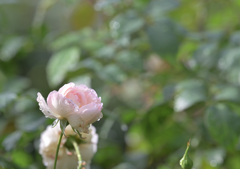 Flowers after the rain 1019-3