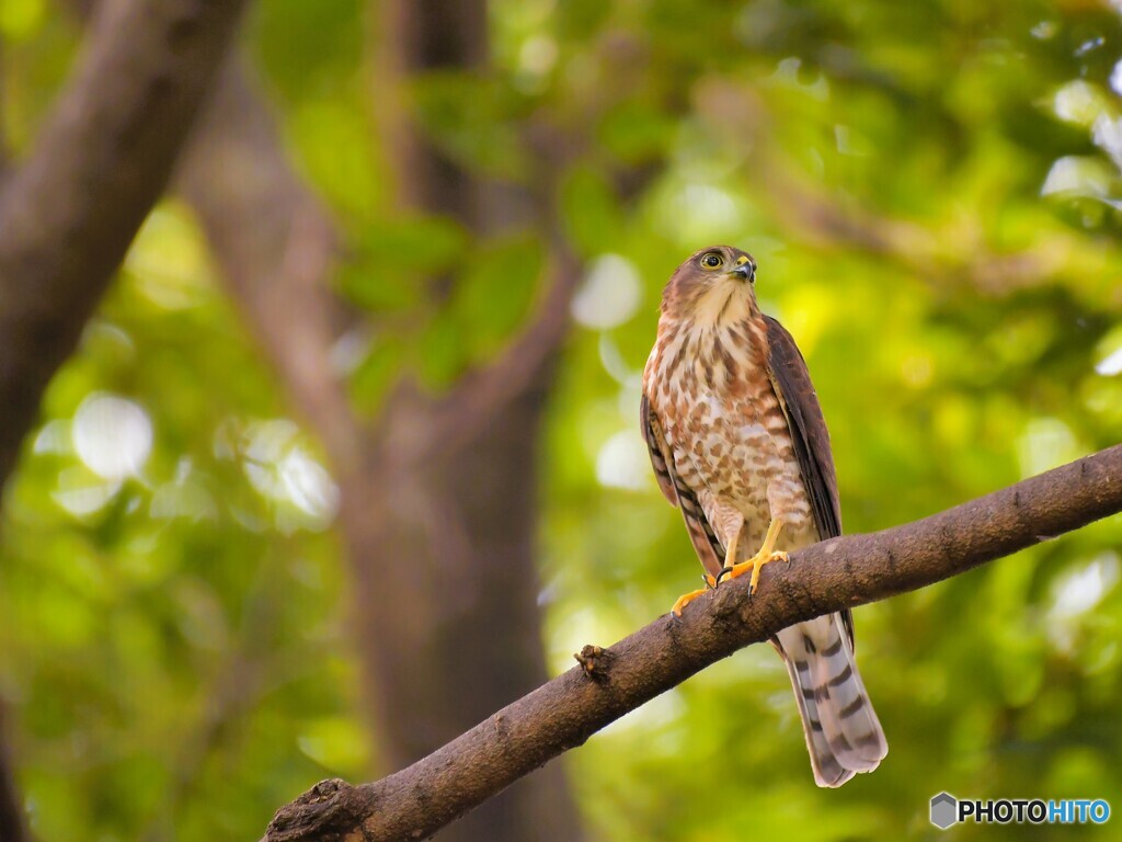 ツミ　幼鳥　20230717-1
