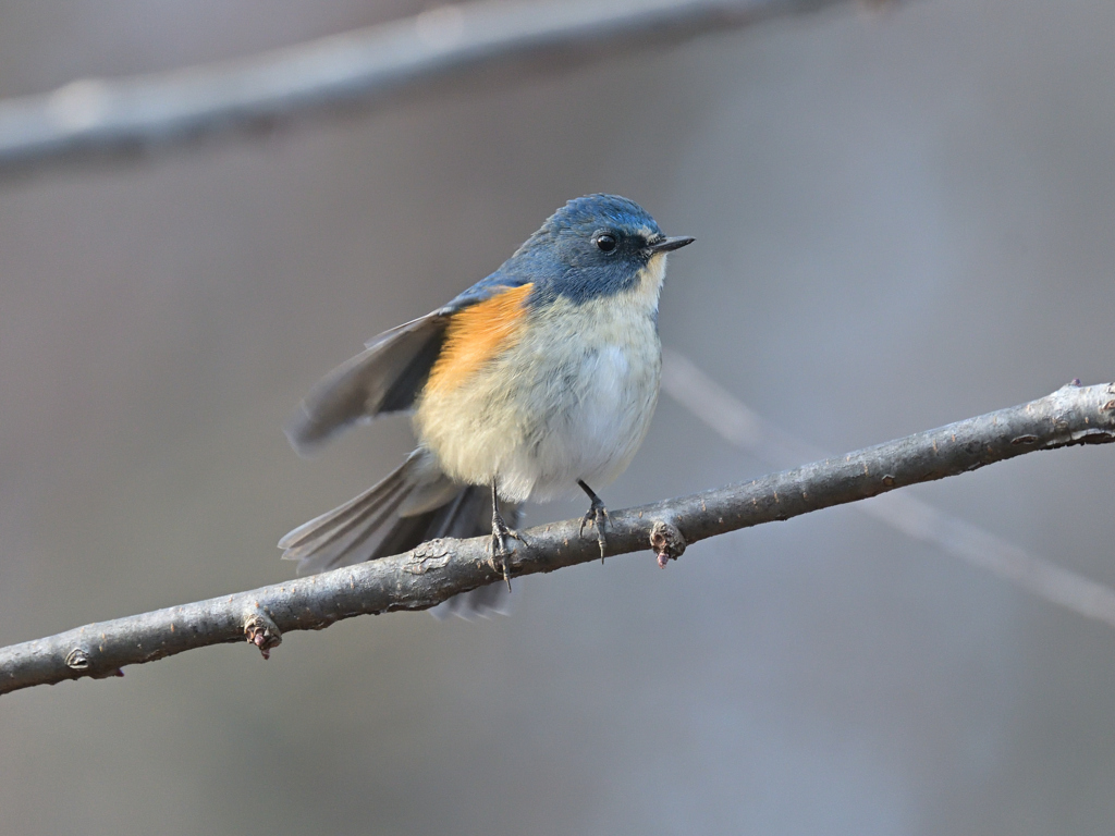 ルリビタキ　♂　20260125-1