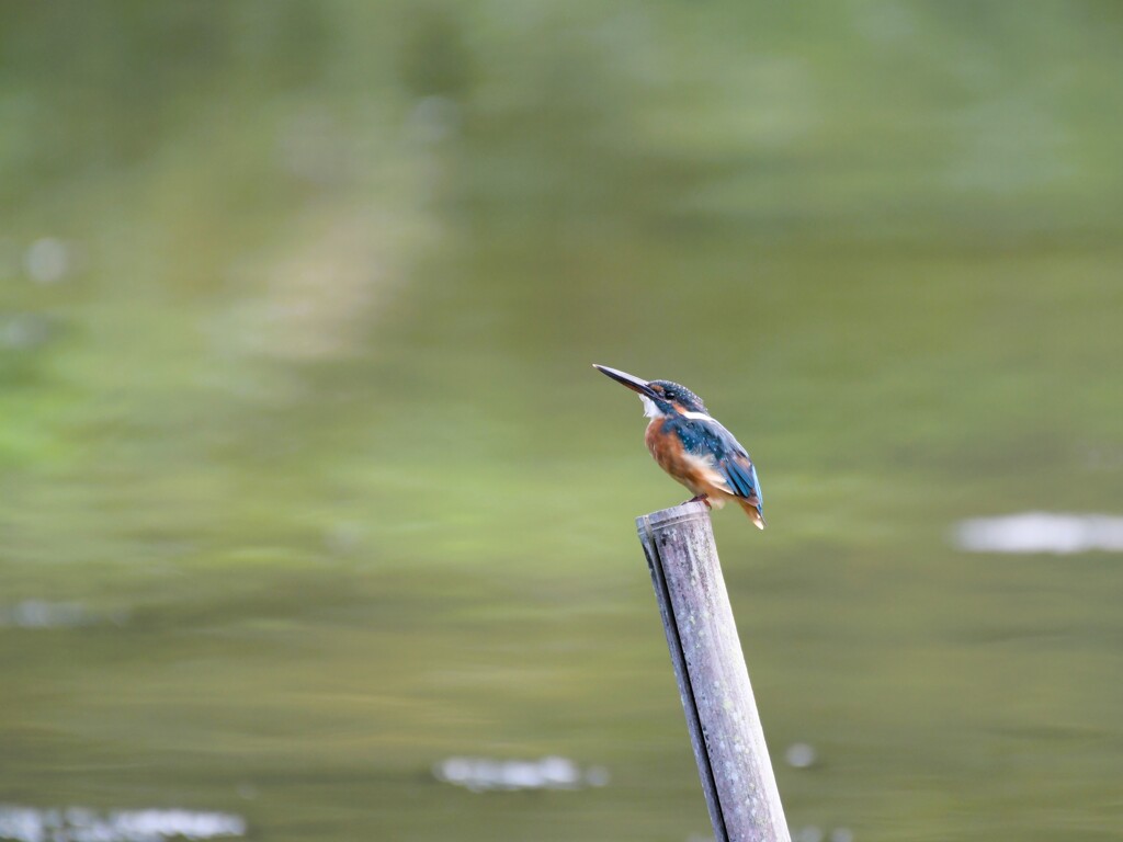 カワセミ　20230909