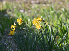 ラッパスイセン 20260301