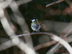 シジュウカラ 20250111