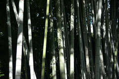 竹林 20250720