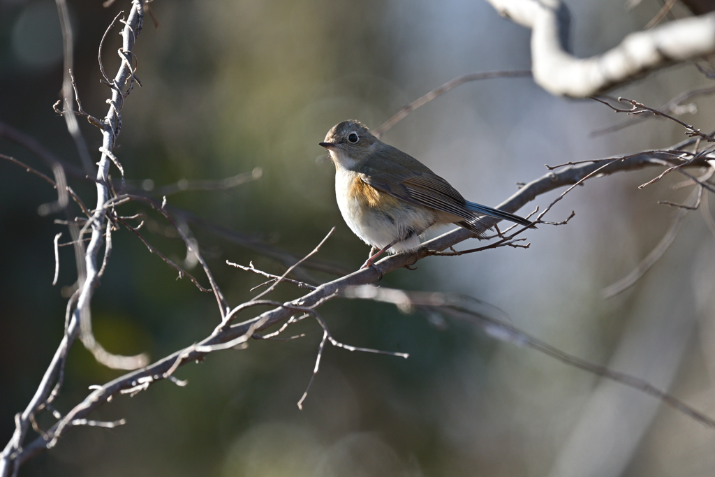 ルリビタキ　♀　20260125-1