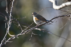 ルリビタキ　♀　20260125-1