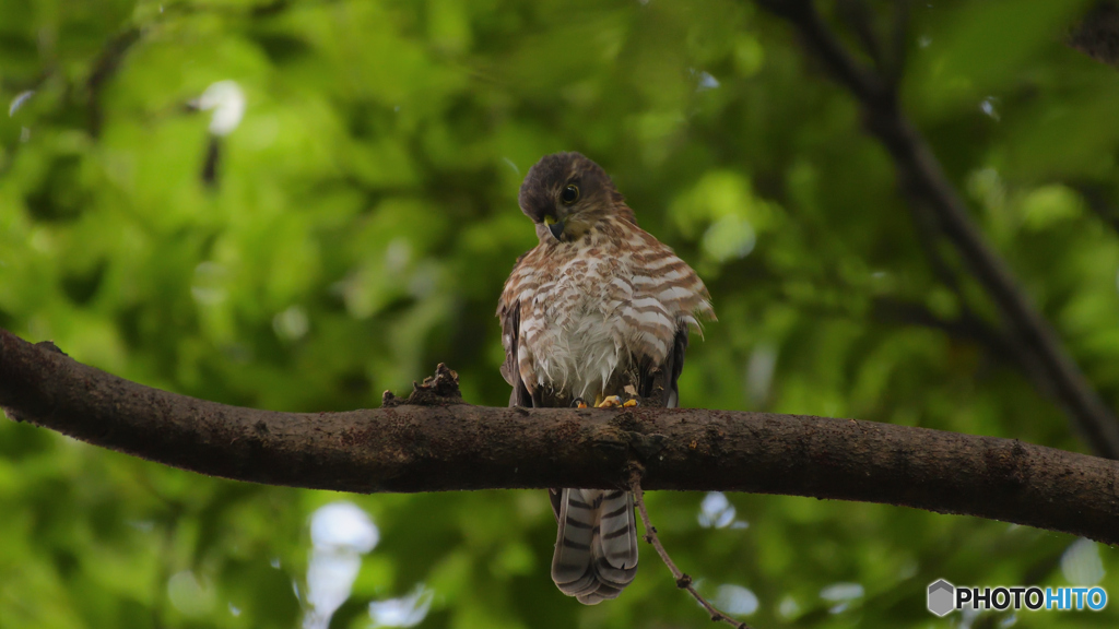 ツミ　幼鳥　20230709-1