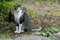 地域ネコちゃん