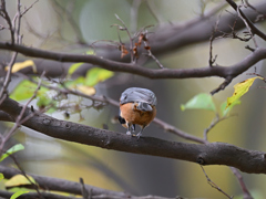 ヤマガラ 20251103