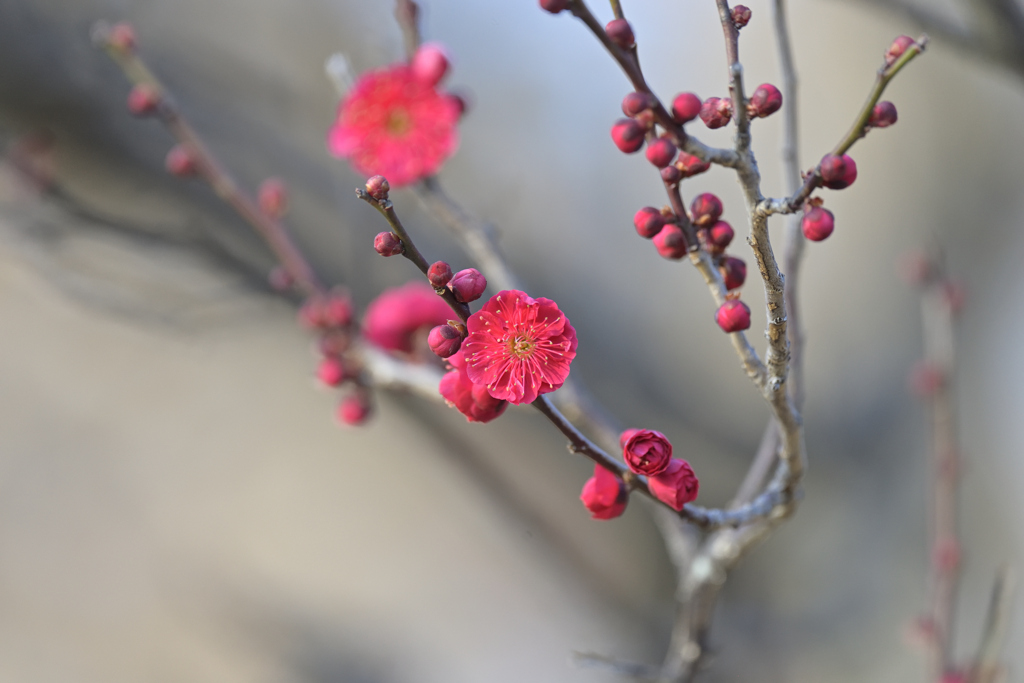 紅梅