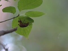 この抜け殻、アブラゼミかな？