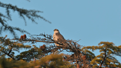 オオタカ 20260124