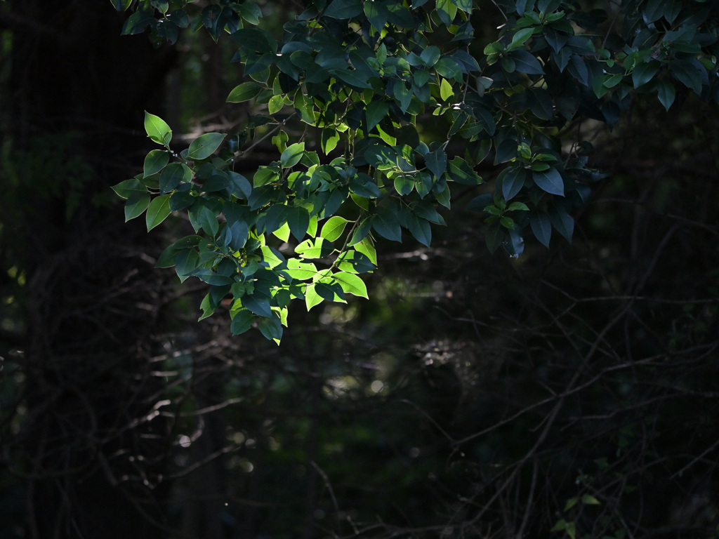 晩夏光