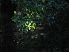 晩夏光