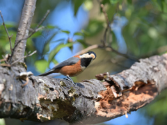 ヤマガラ 20260301-1