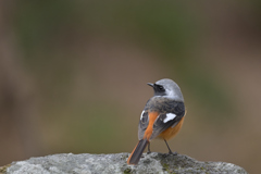 ジョウビタキ 20260216-3