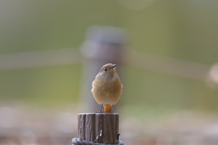 ジョウビタキ ♀ 20251123-1