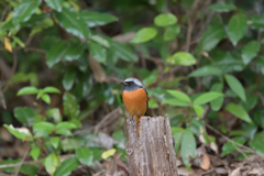 ジョウビタキ♂ 20251103-1