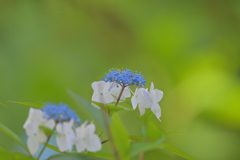 紫陽花 20250606-1