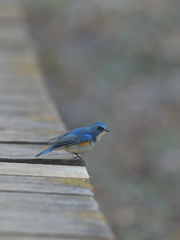 ルリビタキ ♂ 20260201-1