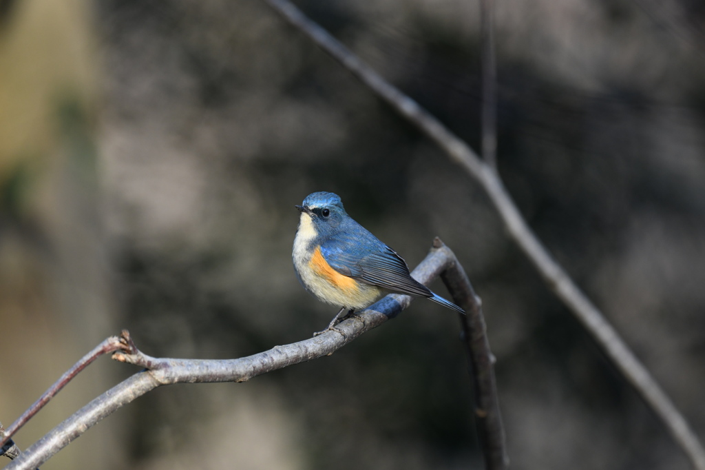 ルリビタキ 20260118-2