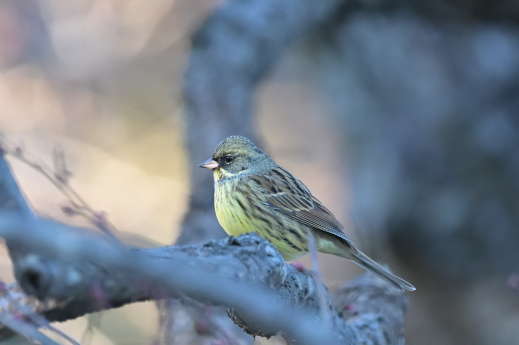 アオジ　20260103