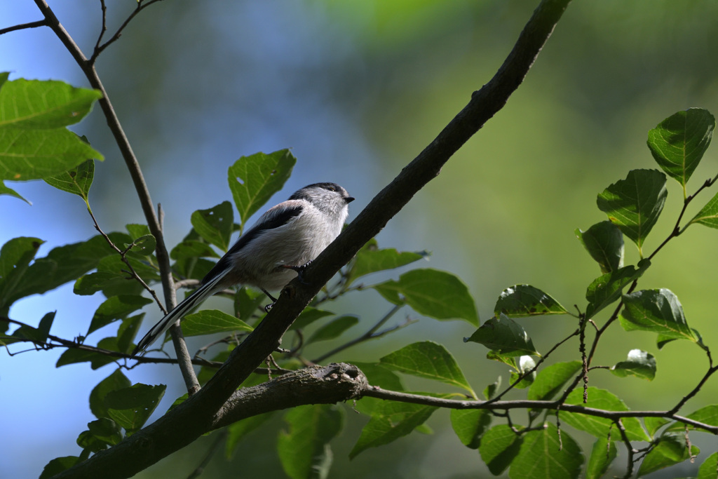 エナガ　20231007-3