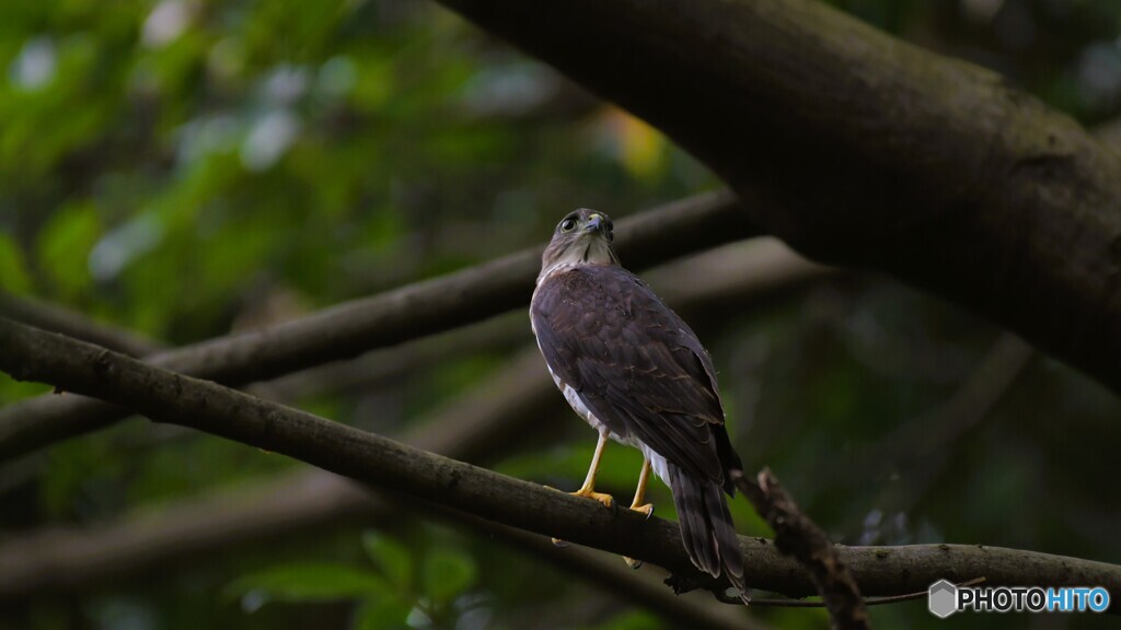 ツミ　幼鳥　20230708-4