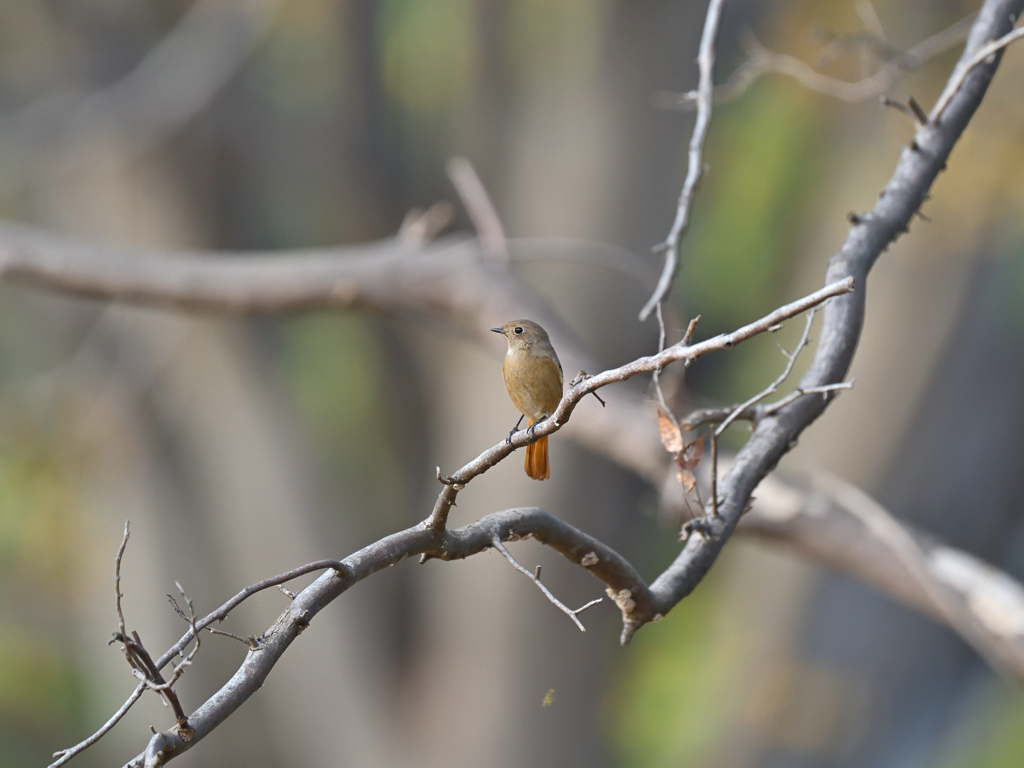 ジョウビタキ ♀ 20251115-1