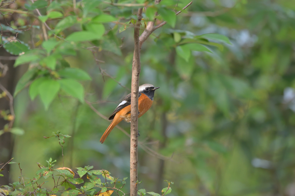 ジョウビタキ♂ 20251103-2