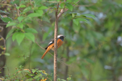 ジョウビタキ♂ 20251103-2