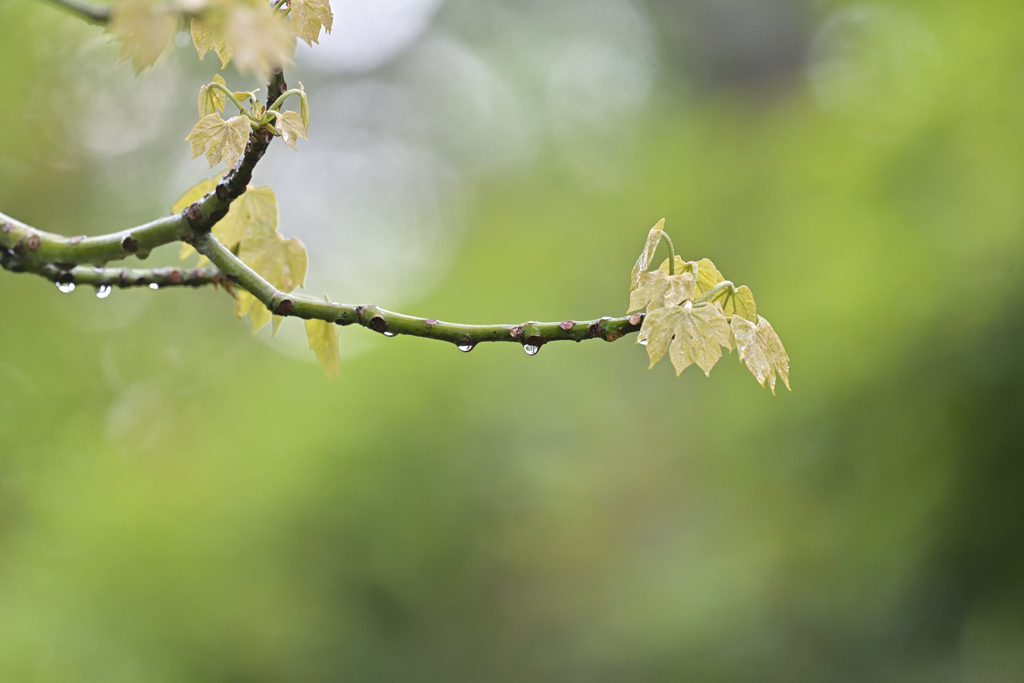 緑雨