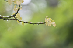 緑雨