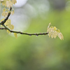 緑雨