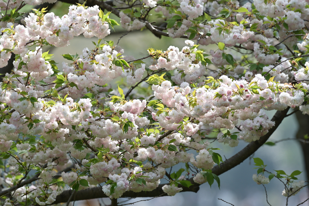 八重桜 20250419