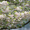 八重桜 20250419