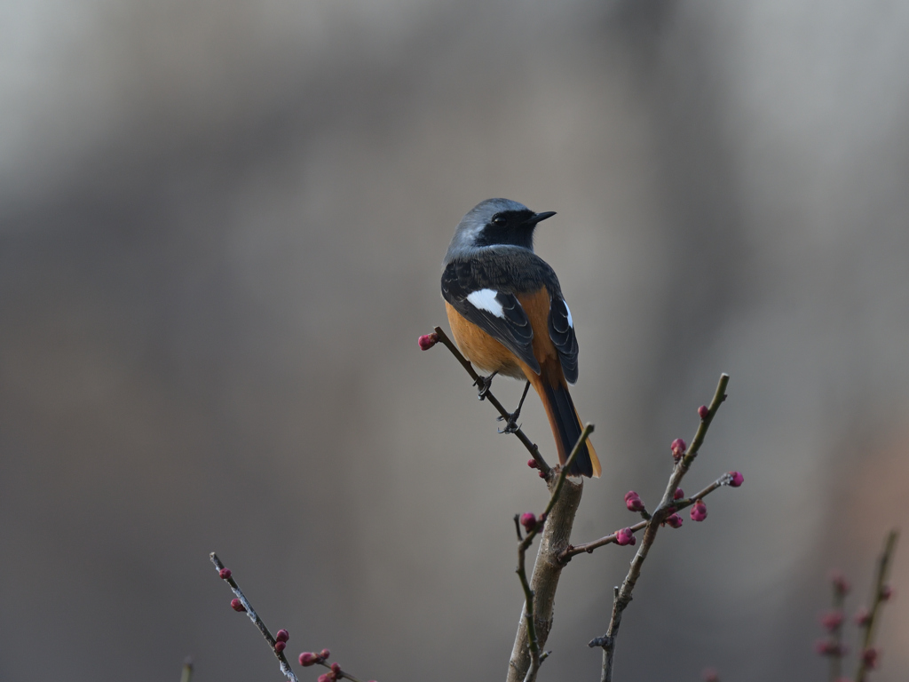 ジョウビタキ♂ 20260117-1