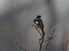 ジョウビタキ♂ 20260117-1