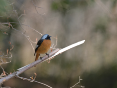 ジョウビタキ 20260301-1